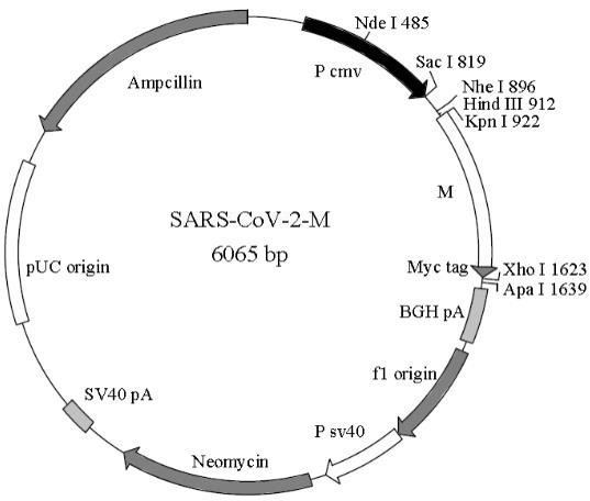 SARS-CoV-2 M基因质粒