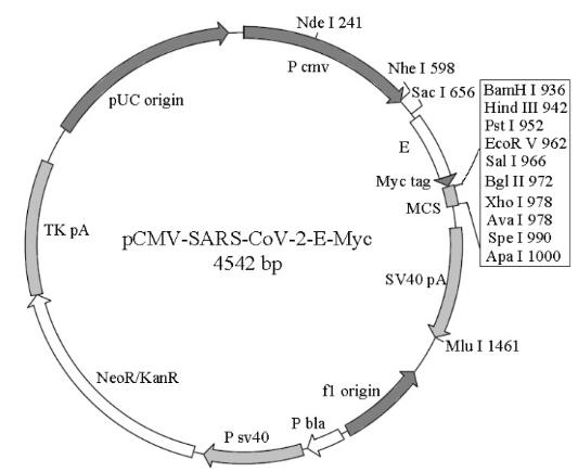 SARS-CoV-2 E蛋白基因质粒