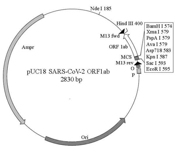 pUC18 SARS-CoV-2 ORF1ab质粒