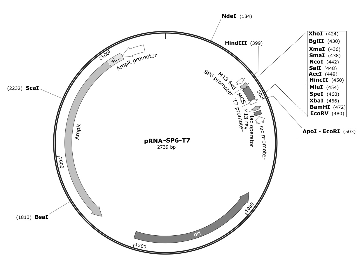 RNA体外转录质粒pRNA-SP6-T7