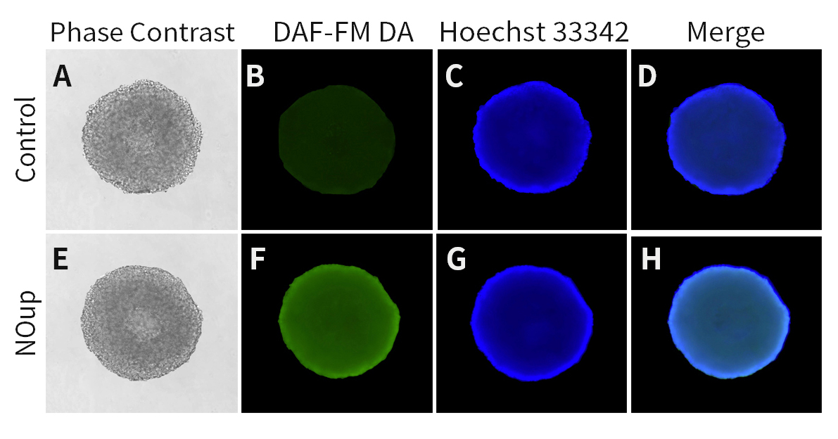细胞一氧化氮检测试剂盒染色效果图