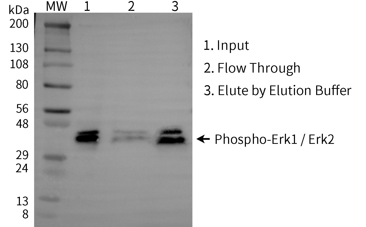 磷酸化蛋白纯化凝胶