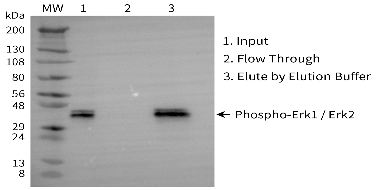 磷酸化蛋白纯化磁珠