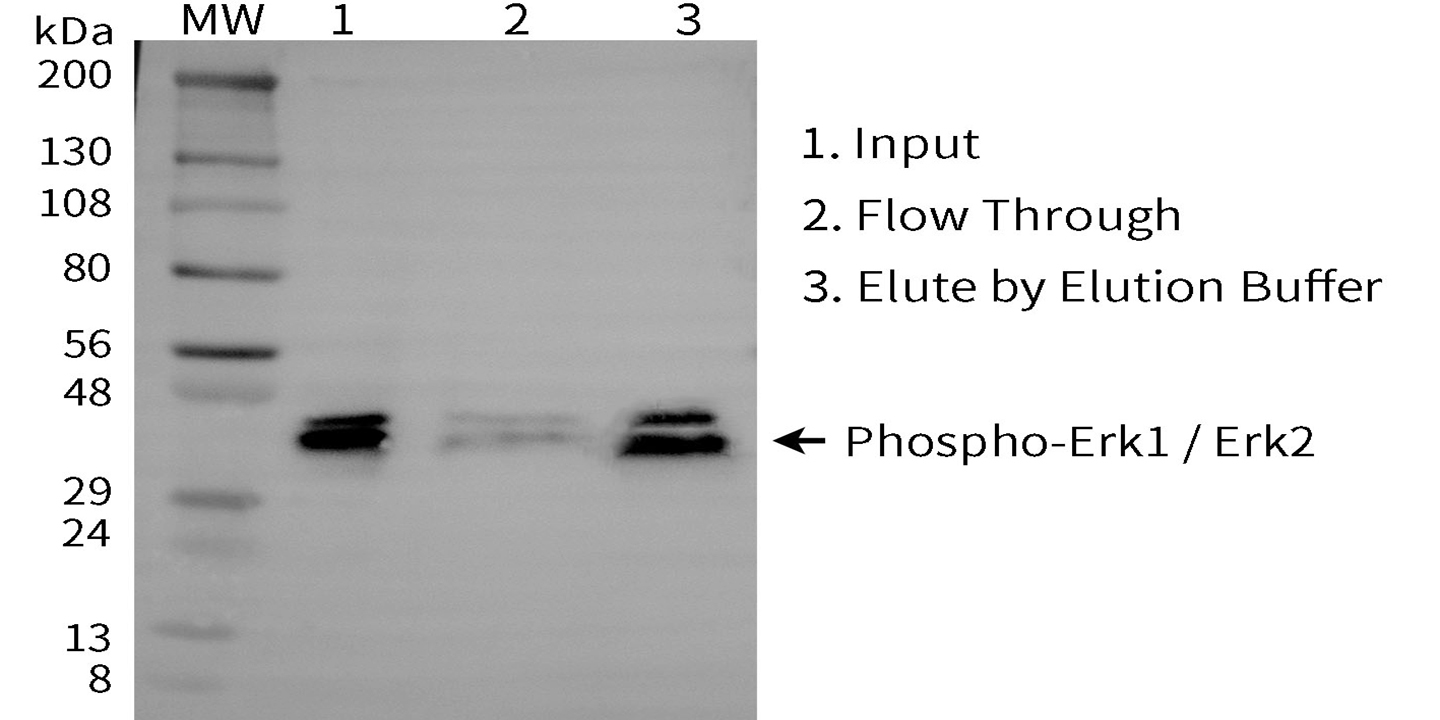 磷酸化蛋白纯化试剂盒(NTA-Fe凝胶)