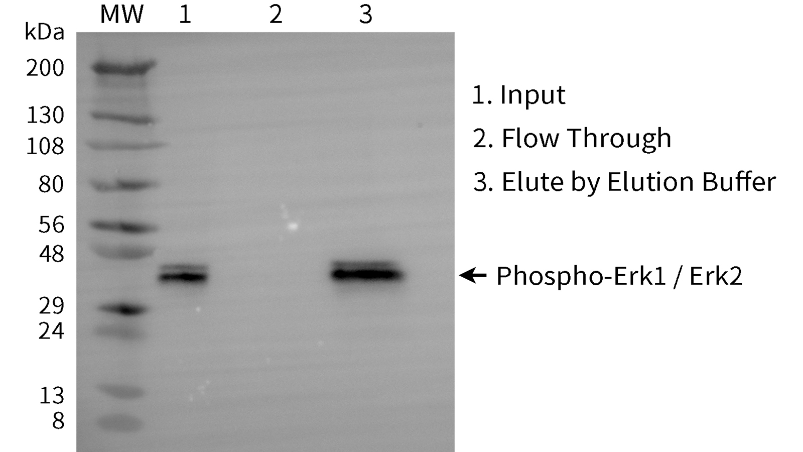 磷酸化蛋白纯化试剂盒(NTA-Fe磁珠) 磷酸化蛋白纯化试剂盒(NTA-Fe磁珠)