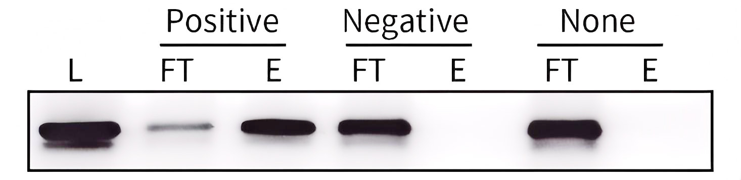 RNA-蛋白沉淀试剂盒 RNA-蛋白沉淀试剂盒