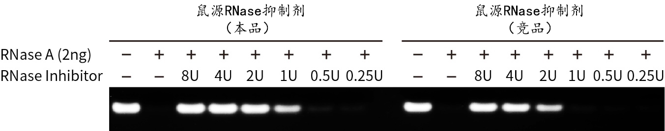 鼠源RNase抑制剂 鼠源RNase抑制剂