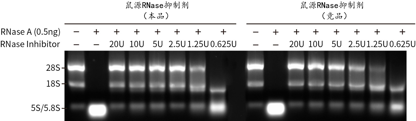 鼠源RNase抑制剂 鼠源RNase抑制剂
