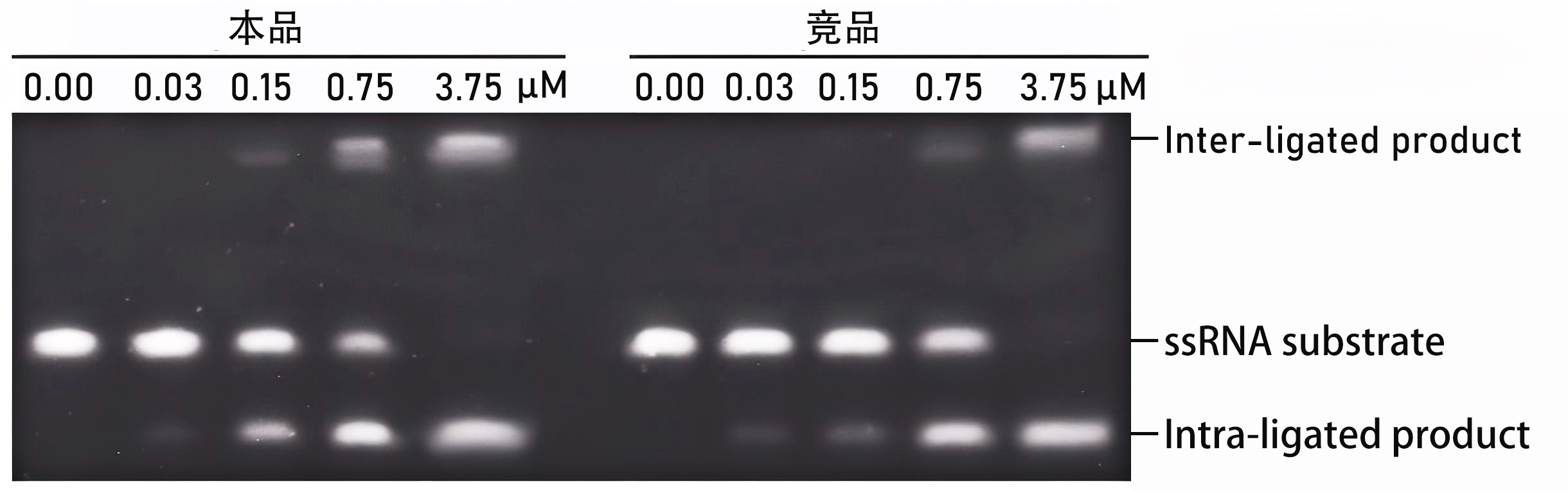 RtcB连接酶 RtcB连接酶