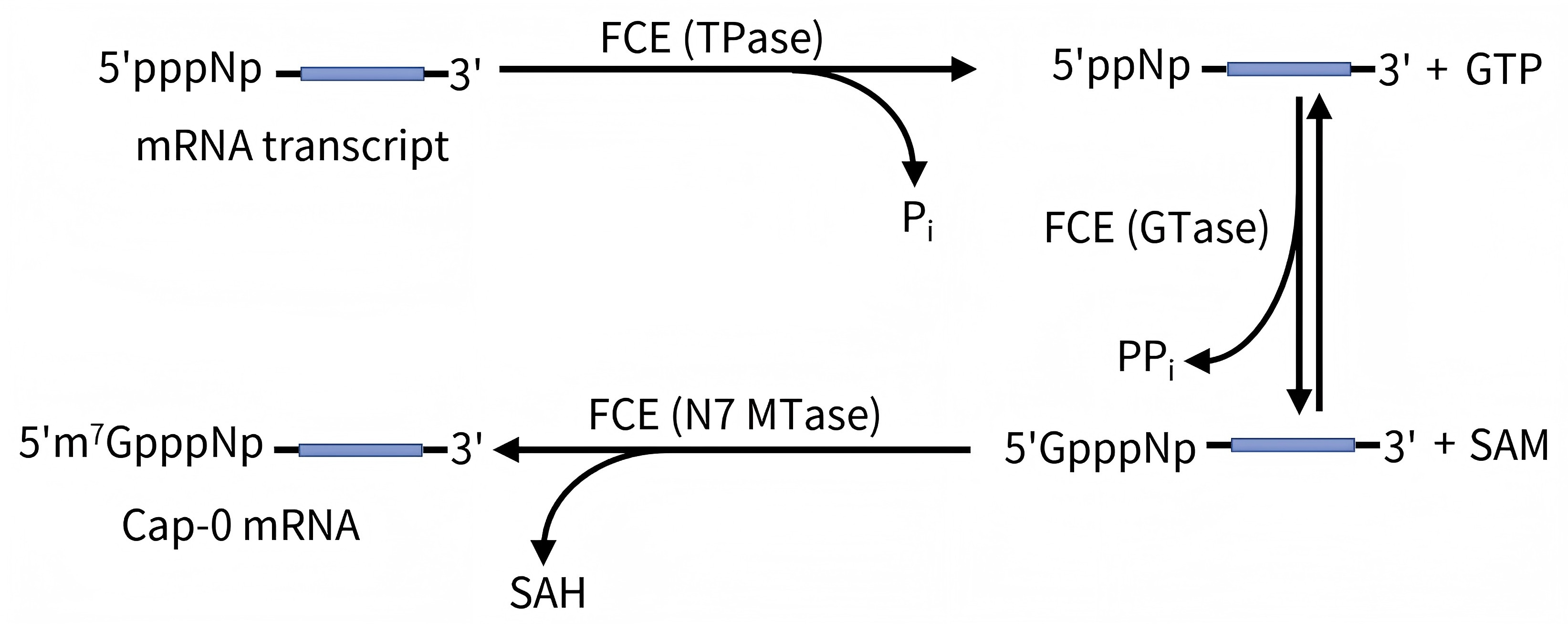 Faustovirus加帽酶 Faustovirus加帽酶
