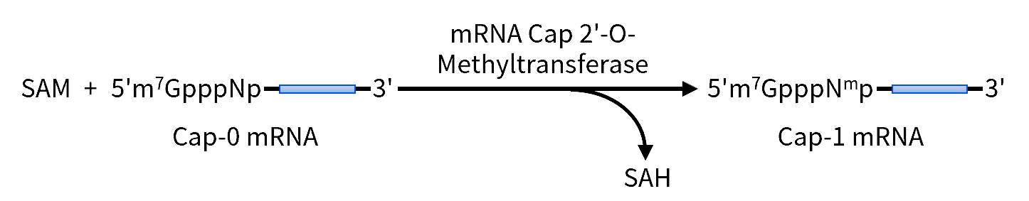 mRNA Cap 2'-O-甲基转移酶 mRNA Cap 2'-O-甲基转移酶