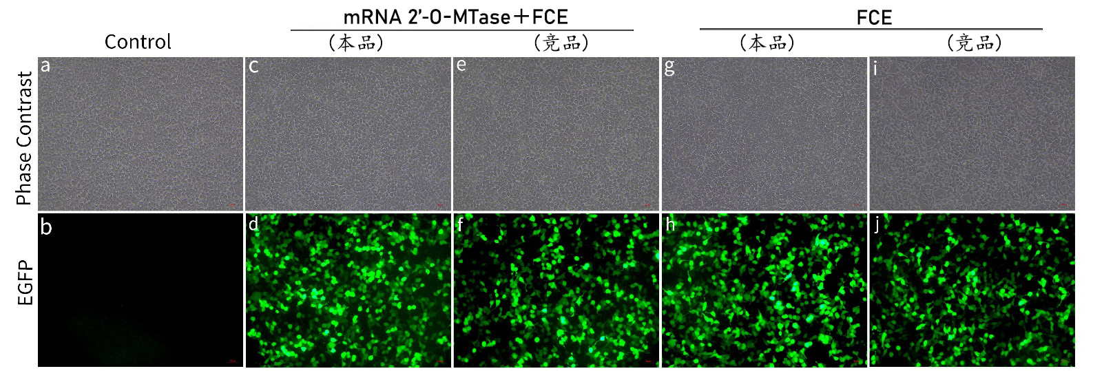 mRNA Cap 2'-O-甲基转移酶 mRNA Cap 2'-O-甲基转移酶