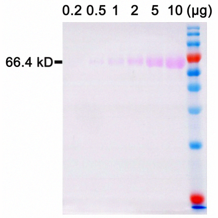 5×SDS-PAGE蛋白上样缓冲液(含蛋白染料)