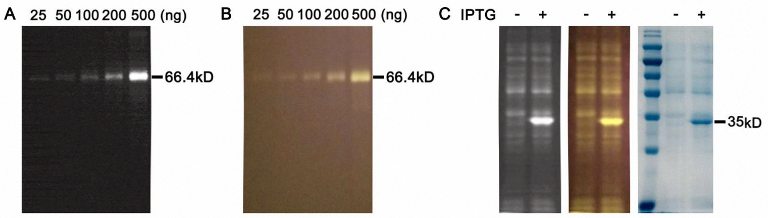 5×SDS-PAGE蛋白上样缓冲液(含蛋白染料)