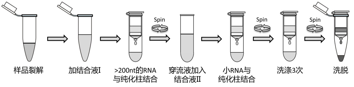 柱式动物RNA提取试剂盒