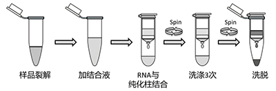 离心柱式病毒RNA抽提流程示意图