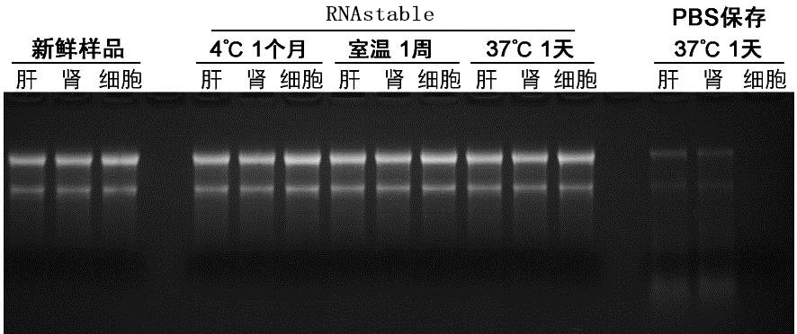 动物组织RNA保存液