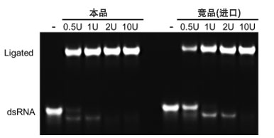 T4 RNA连接酶II