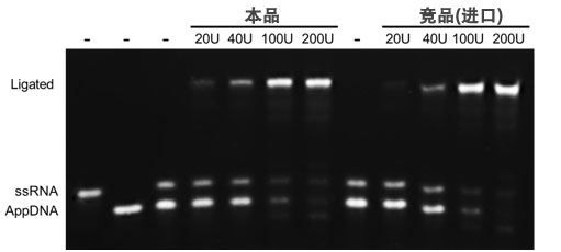 T4 RNA连接酶II(截短型)