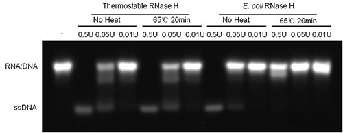 热稳定RNase H