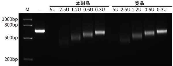 T5核酸外切酶