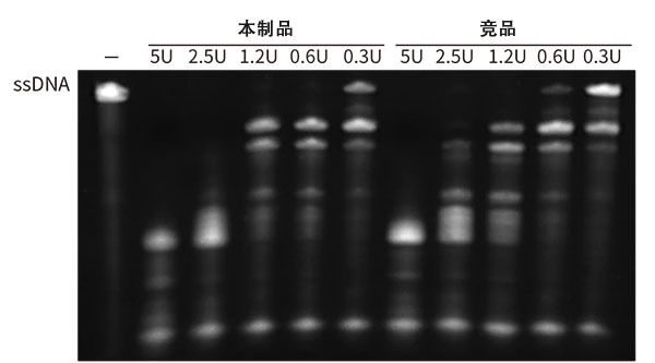 T5核酸外切酶