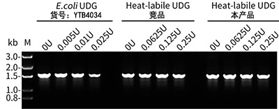 热敏型细菌UDG酶