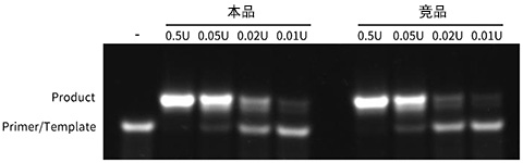 Bsu DNA聚合酶大片段