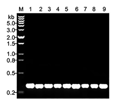 植物直接扩增PCR Mix