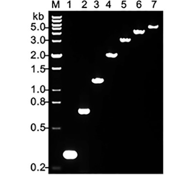 植物直接扩增PCR Mix