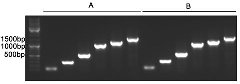 PCR MasterMix(含绿色染料)