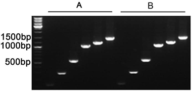 PCR MasterMix(含橙色染料)