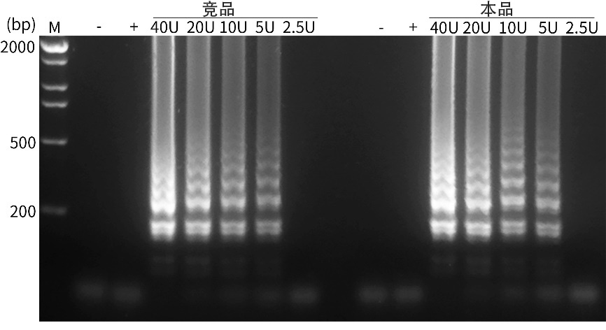 Bst6.0 DNA聚合酶