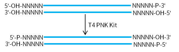 T4多聚核苷酸激酶试剂盒