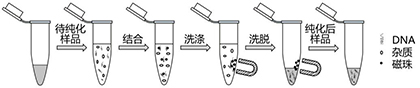 磁珠法PCR产物DNA纯化试剂盒