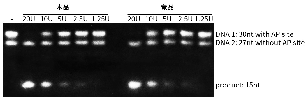 核酸内切酶VIII