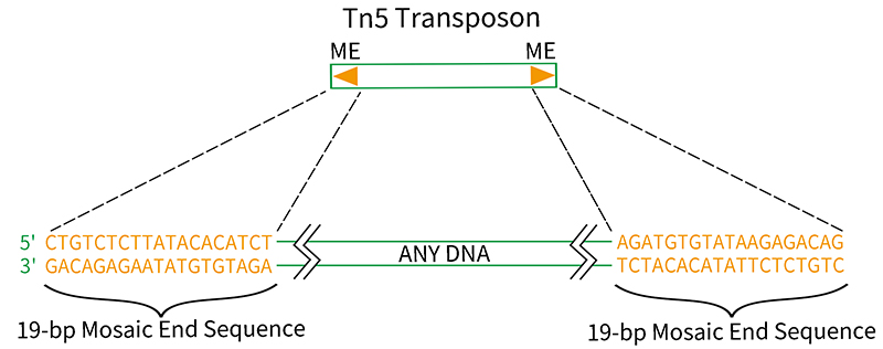 Tn5转座酶