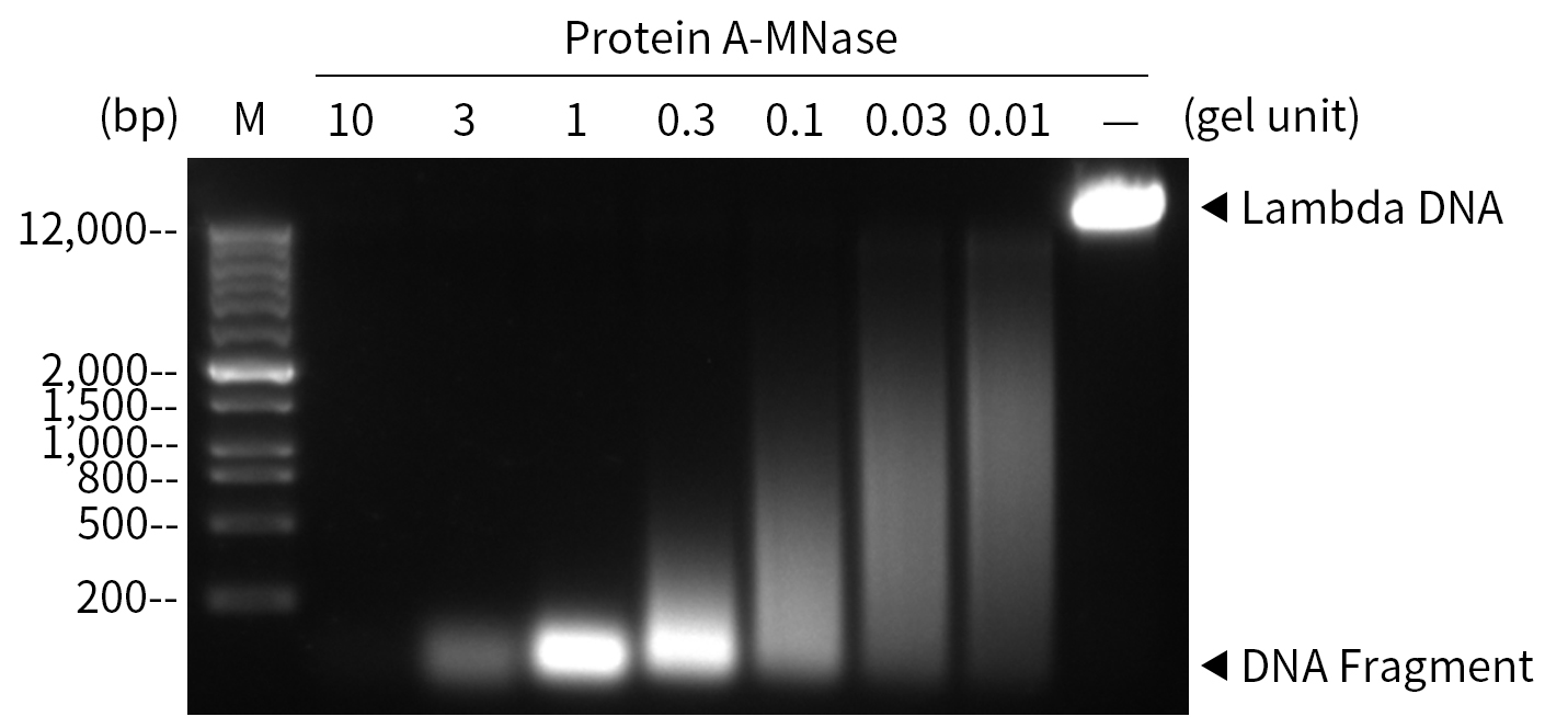 Protein A-微球菌核酸酶