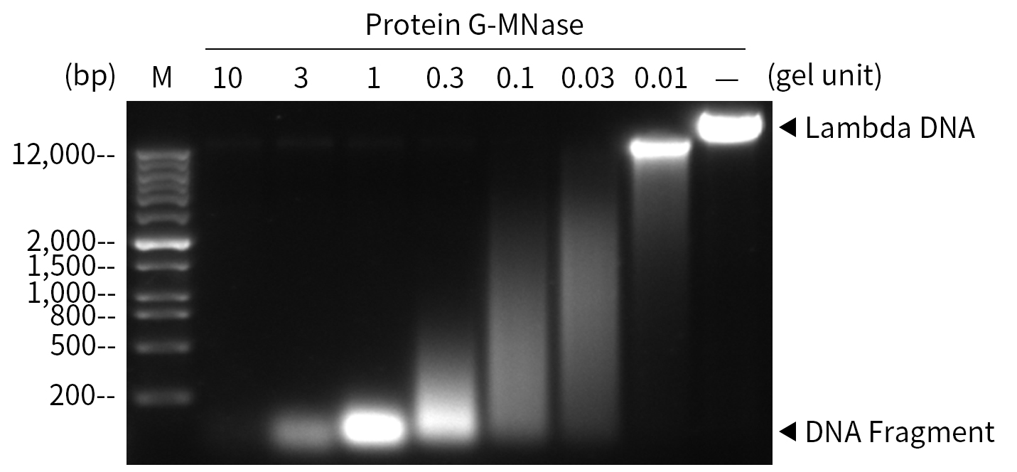 Protein G-微球菌核酸酶