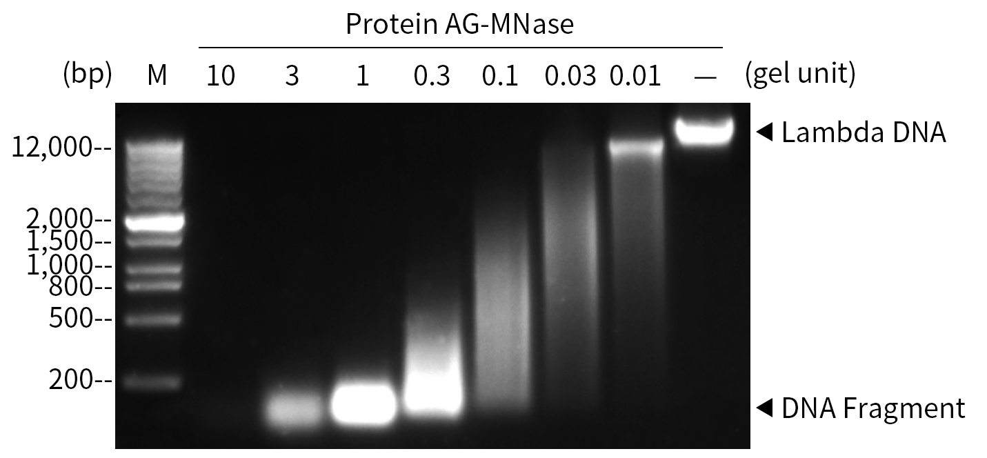 Protein A/G-微球菌核酸酶