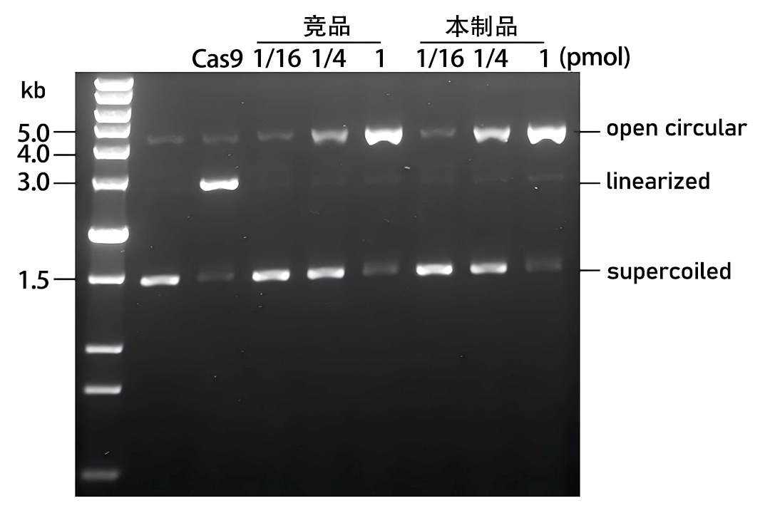 Cas9核酸酶(D10A突变，含核定位信号)