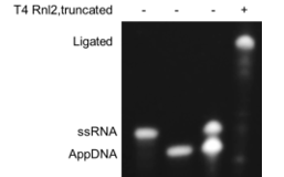 小RNA连接试剂盒(含接头)