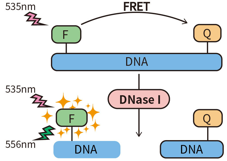 DNase I残留检测试剂盒