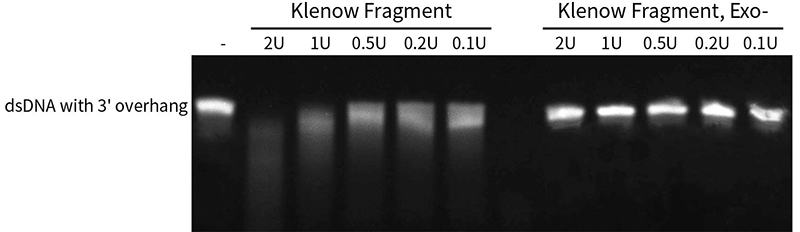 Klenow片段(无外切酶活性)