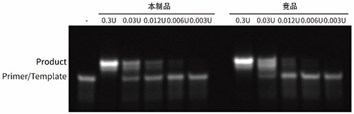 T4 DNA聚合酶