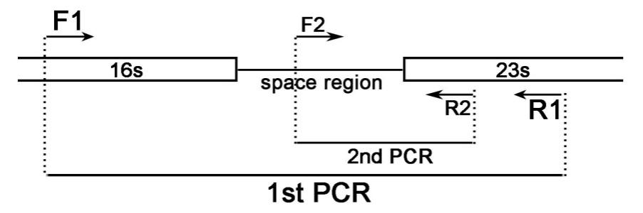 支原体PCR检测试剂盒