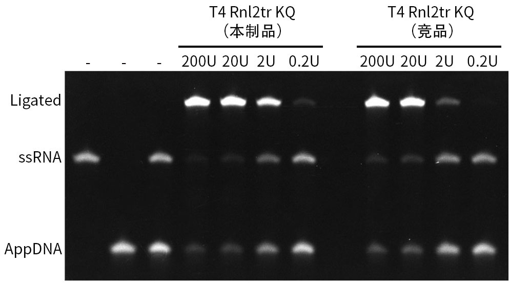 T4 RNA连接酶II(截短型，R55K和K227Q突变)