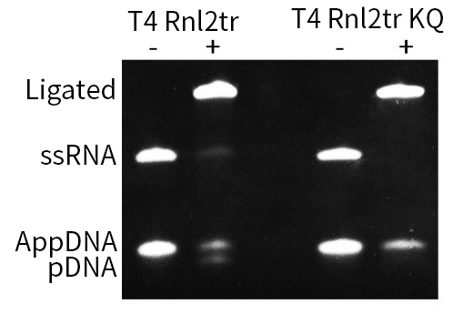 T4 RNA连接酶II(截短型，R55K和K227Q突变)