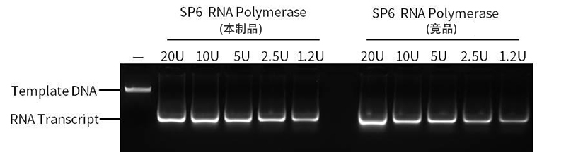 SP6 RNA聚合酶