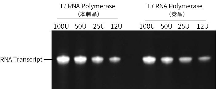 T7 RNA聚合酶